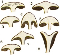 Расположение пластинок у грибов