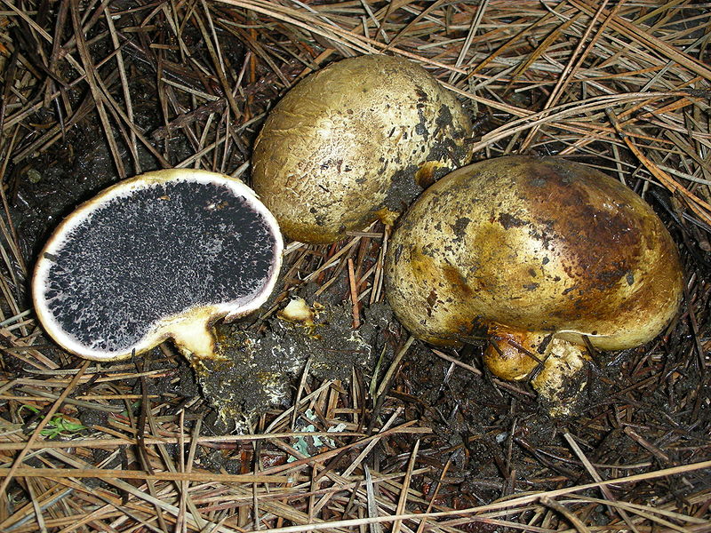 Ложнодождевик луковичный (Scleroderma cepa)