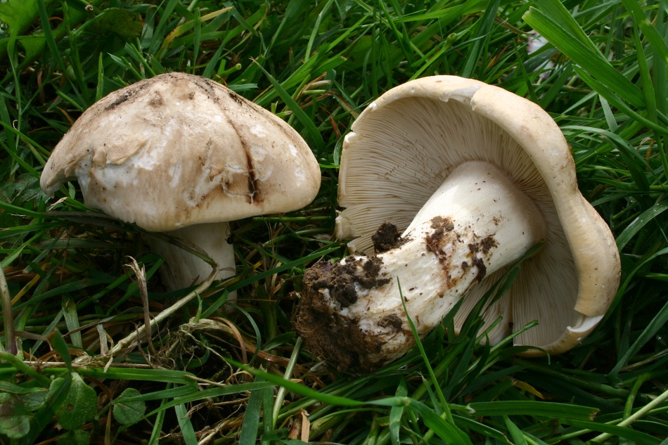 Майский гриб, или рядовка майская