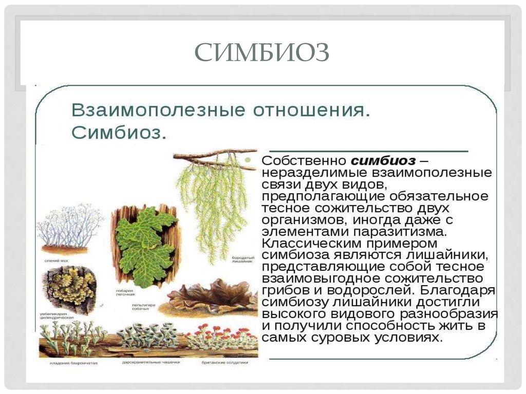 Примеры симбиоза у растений. Виды симбиоза с примерами. Виды симбиотических отношений. Типы взаимоотношений организмов (симбиоз. Лишайник это симбиоз.