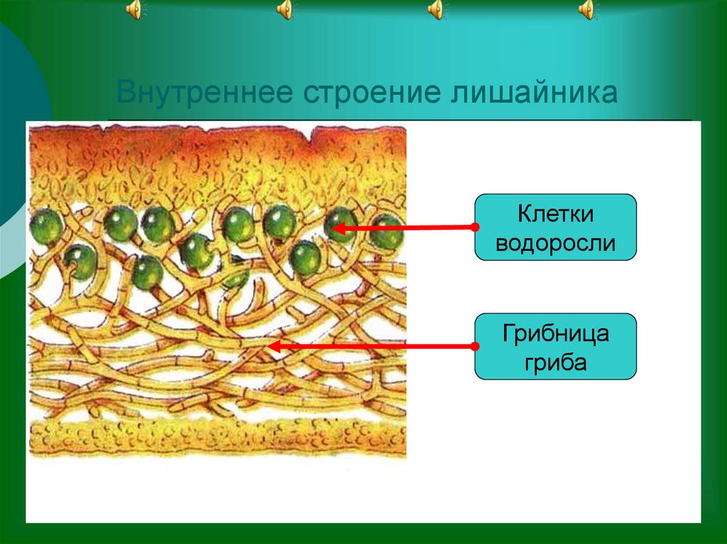 Водоросли и гриб в слоевище лишайника. Схема внутреннего строения лишайника. Внутреннее строение лишайников 5 класс.