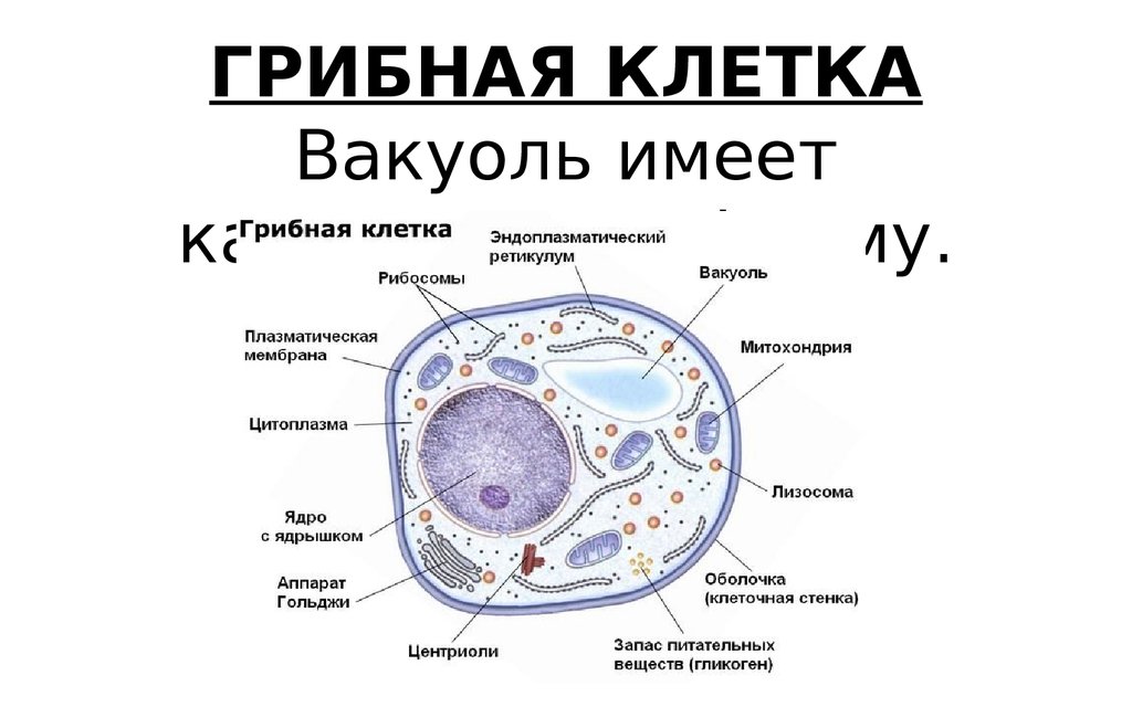 В клетках грибов есть ядро