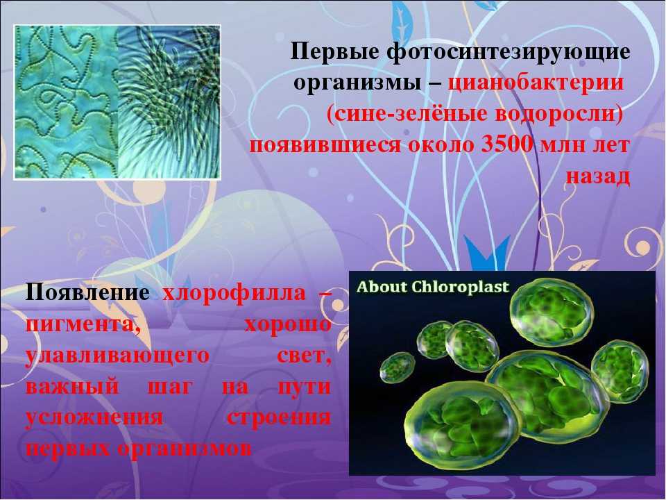 Какие водоросли образуют. Пигменты цианобактерий хлорофилл. Одноклеточные сине зеленые водоросли. Цианобактерии сине-зеленые водоросли. Фотосинтезирующие клетки цианобактерий.