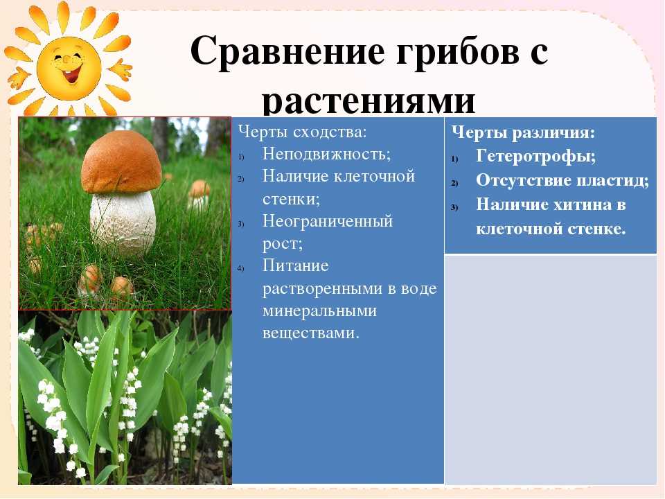 Сходства и отличия животных и грибов