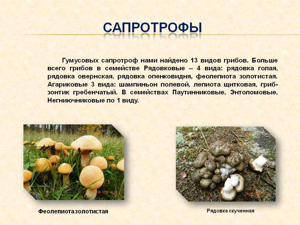 Какие из перечисленных ниже грибов являются сапротрофами