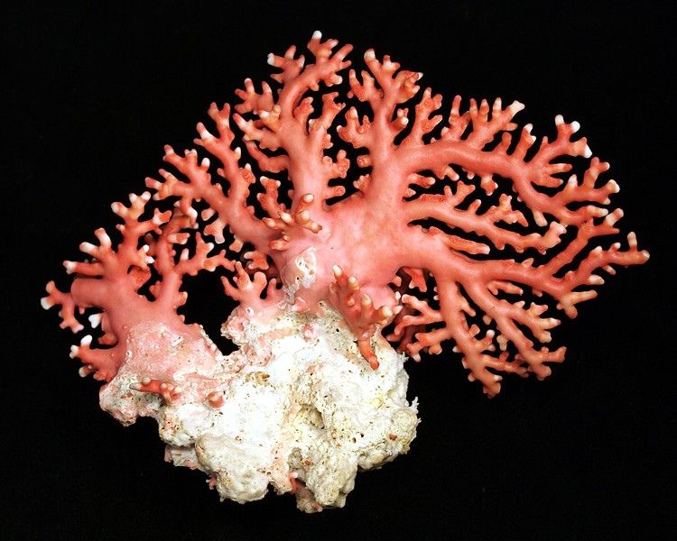 Скелет коралла. Коралл Геншин. Кораллы инкрустаторы. Известковый скелет коралловых полипов. Розовый коралл аллопора.