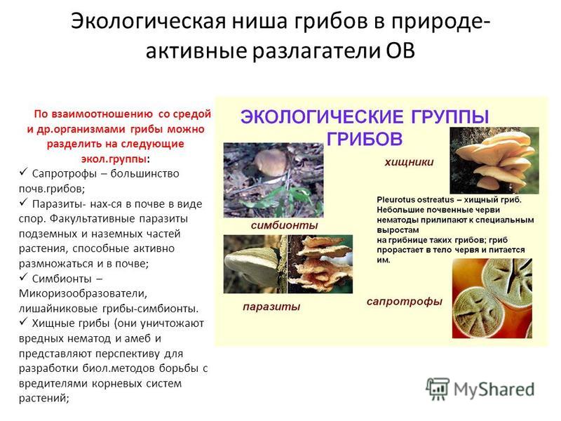 Сапротрофы роль в природе. Примеры почвенных грибов. Грибы в почвенной среде. Грибы сапротрофы паразиты хищники симбионты.