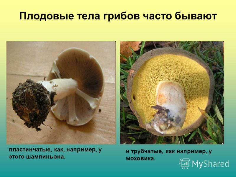 Какое основание позволило разделить грибы