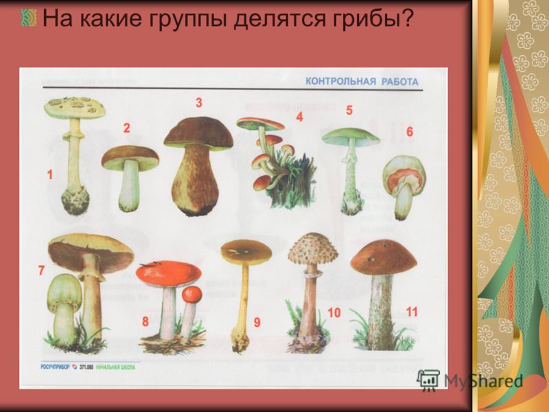 Какое основание позволило разделить грибы
