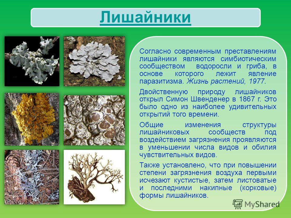 Чем отличаются лишайники от грибов. Лишайники кладония группа. Лишайники в природе. Описание лишайников.