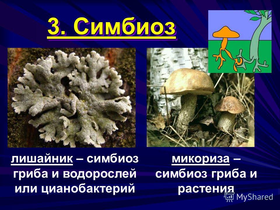 Водоросль и гриб отношения. Грибы симбионты микориза,лишайники. Лишайник микориза симбиоз. Микориза гриба. Лишайники симбиотические организмы.