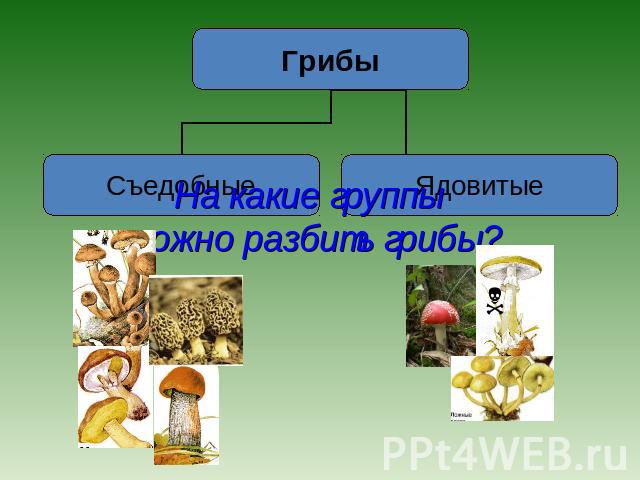 Какое основание позволило разделить грибы. Деление грибов на группы. Группы разделения грибов. Грибы подразделяют на. Разделите грибы на группы.