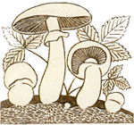 Мицелий и плодовые тела шляпочного гриба
