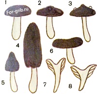Формы шляпок грибов