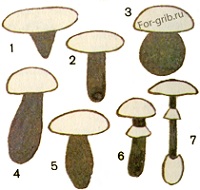 Виды ножек грибов