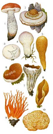 Формы плодовых тел грибов