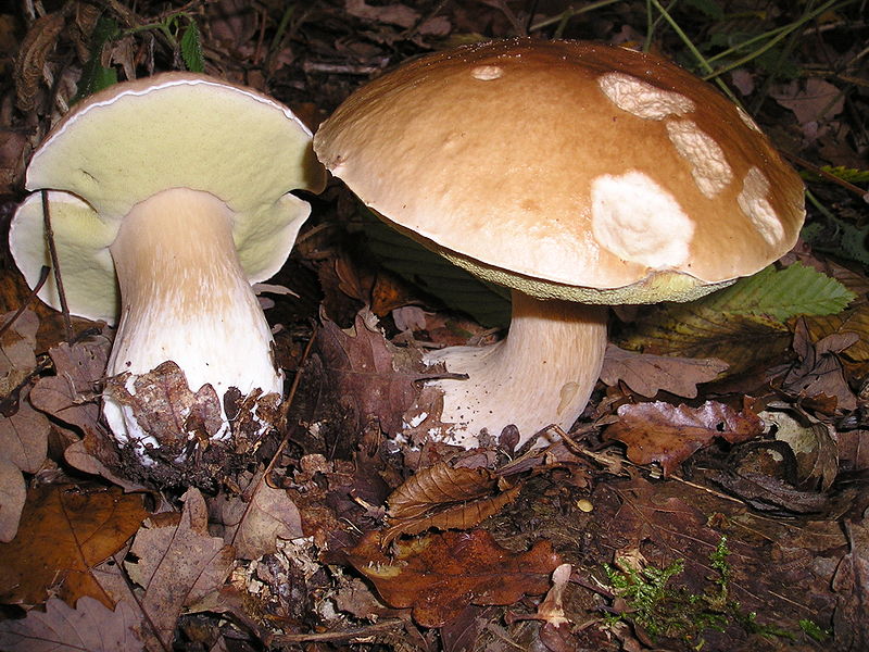 Белый гриб. Боровик. Коровка (Boletus edulis)