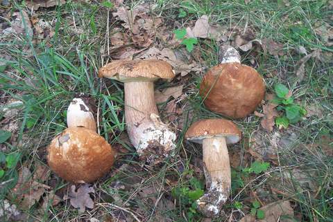 Белый гриб дубовый (Boletus quercicola)