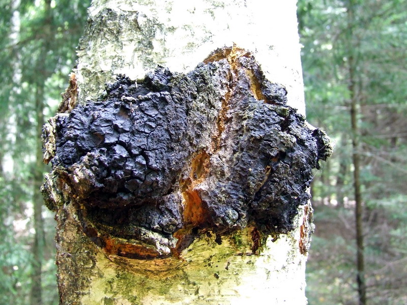 Чага. Чёрный берёзовый гриб. Трутовик скошенный (Inonotus obliquus)