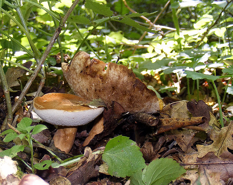 Каштановый гриб. Гиропорус каштановый (Gyroporus castaneus)