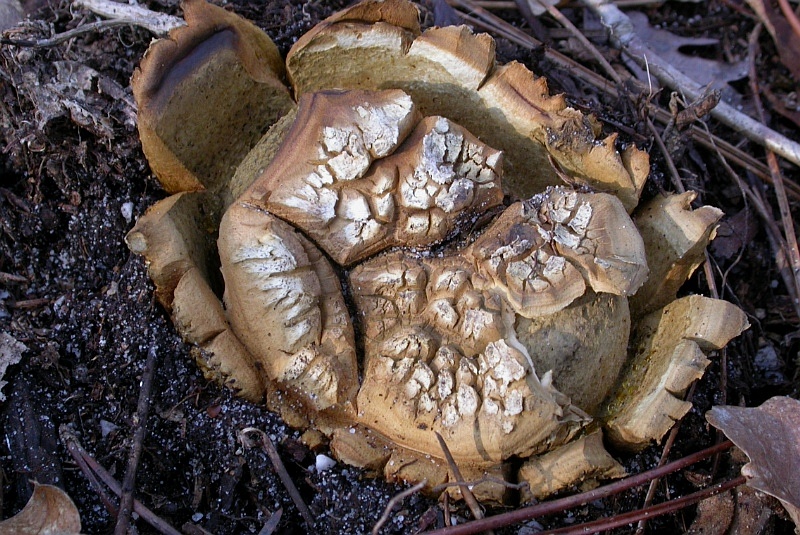 Ложнодождевик звёздчатый (Scleroderma polyrhizum)
