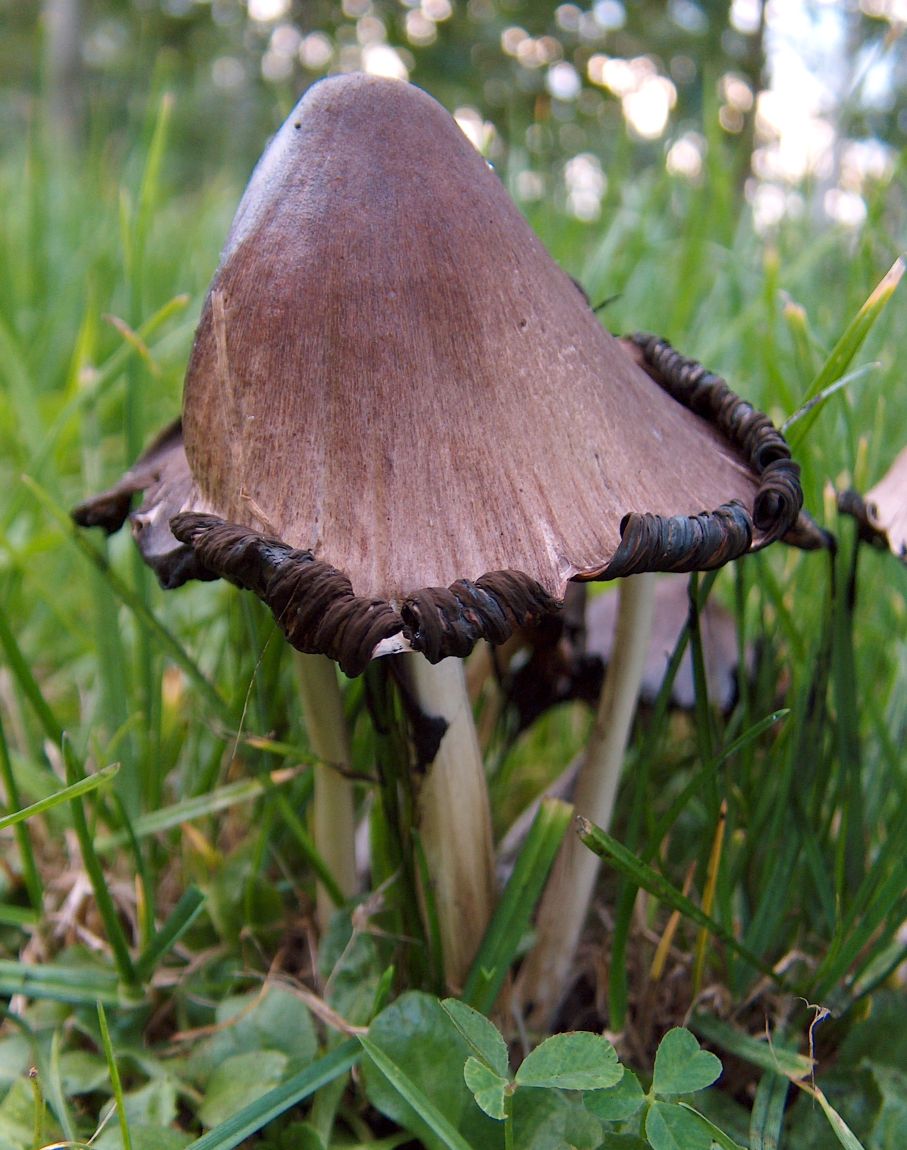 Навозник серый. Чернильный гриб (Coprinopsis atramentaria)