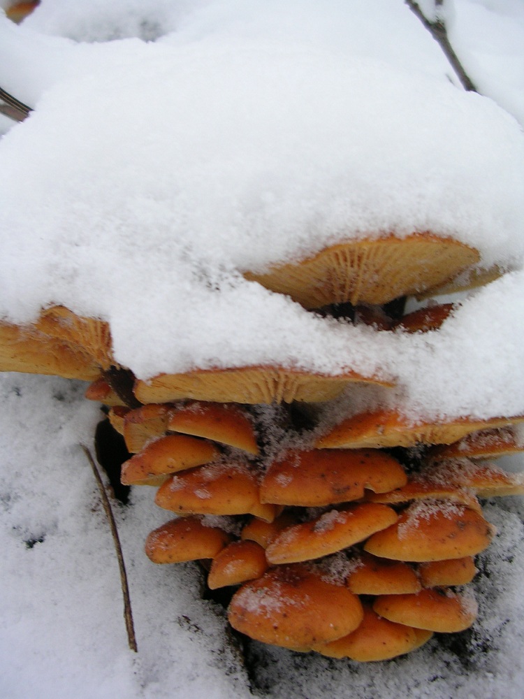 Опёнок зимний. Зимний гриб (Flammulina velutipes)
