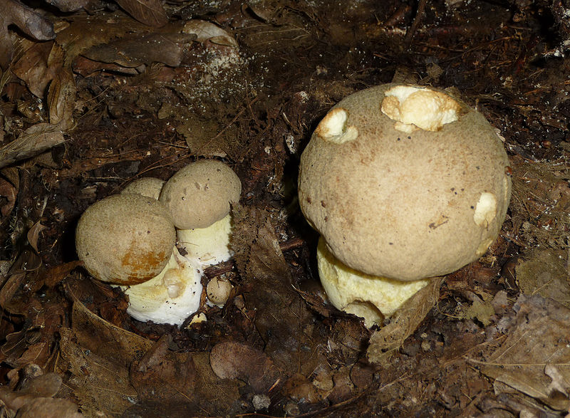 Полубелый гриб. Боровик жёлтый (Boletus impolitus)