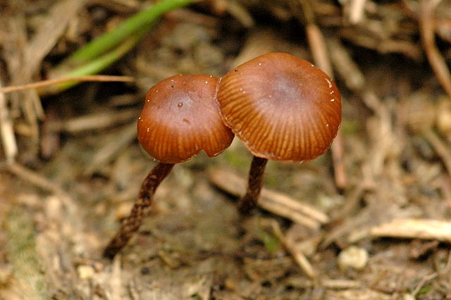 Псилоцибе горная (Psilocybe montana)