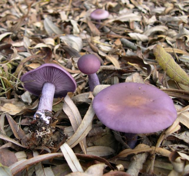 Рядовка фиолетовая (лиловая) (Lepista nuda)
