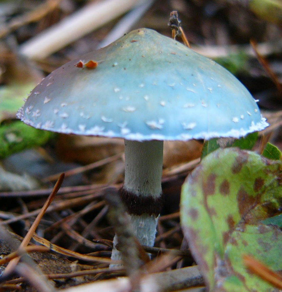 Строфария сине-зелёная (Stropharia aeruginosa)