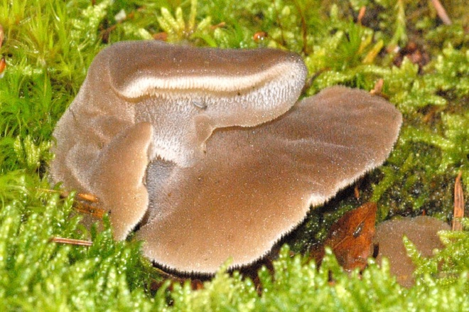 Тремеллодон студенистый. Ледяной гриб (Tremellodon gelatinosum)