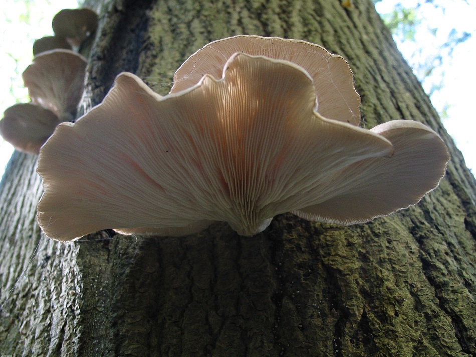 Вешенка обыкновенная. Устричный гриб (Pleurotus ostreatus)